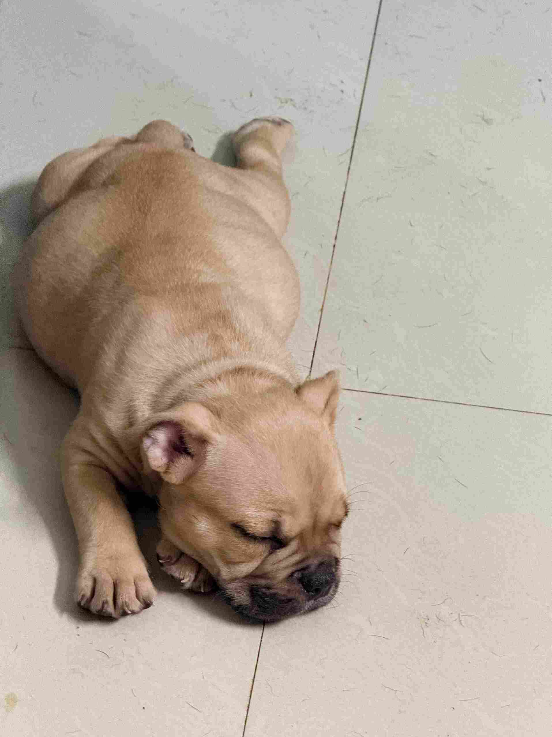 American Bully For Sale In Kolkata