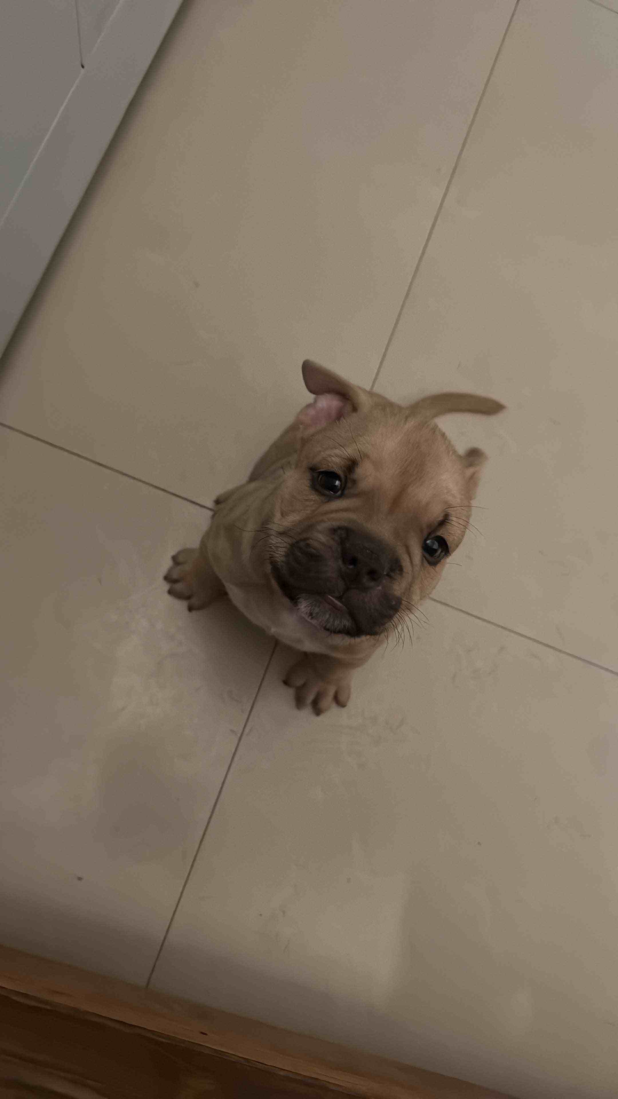 American Bully For Sale In Kolkata