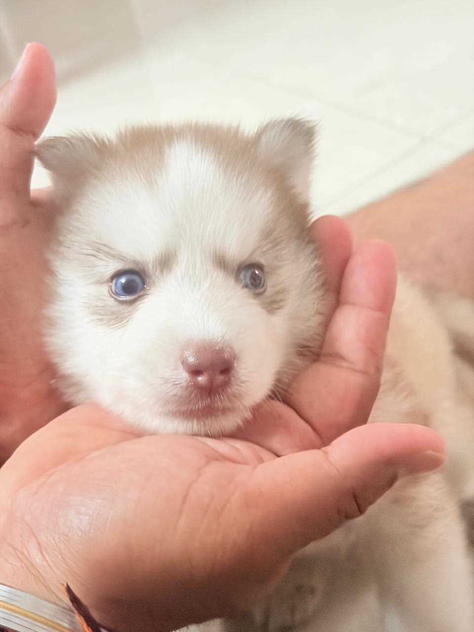 Siberian Husky For Sale In Hyderabad