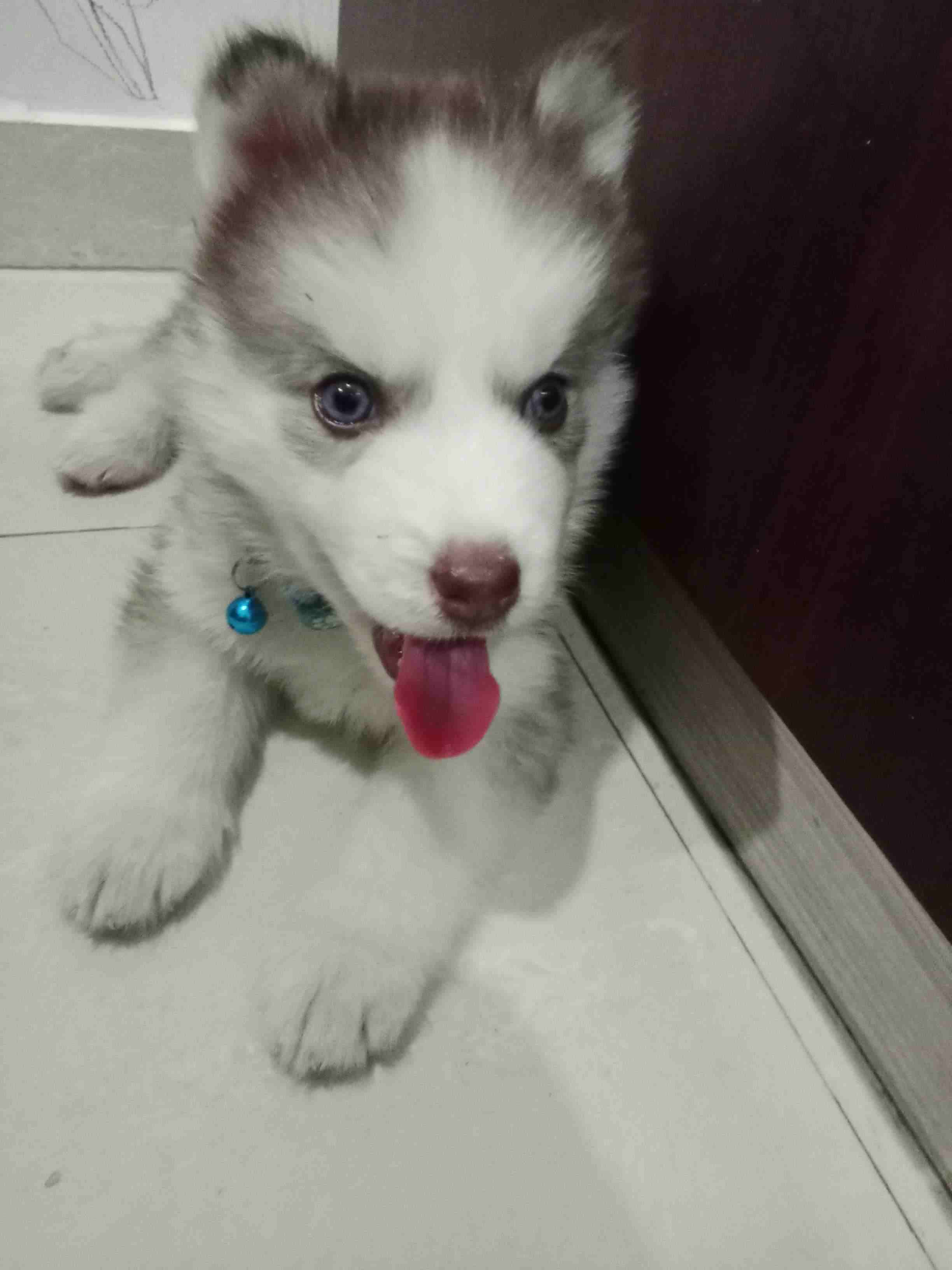 Siberian Husky For Sale In Hyderabad