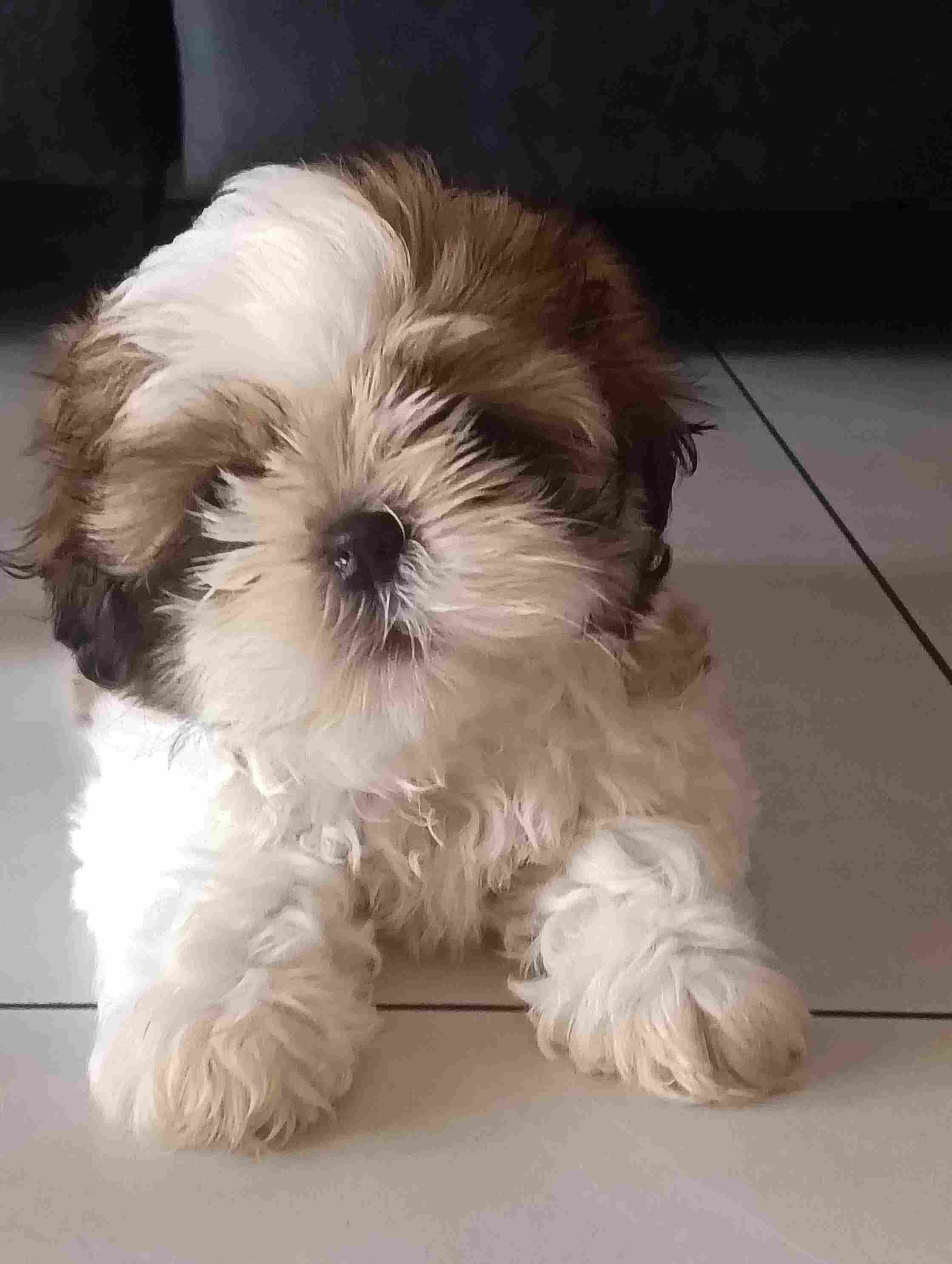 Shih Tzu For Sale In Thiruvananthapuram