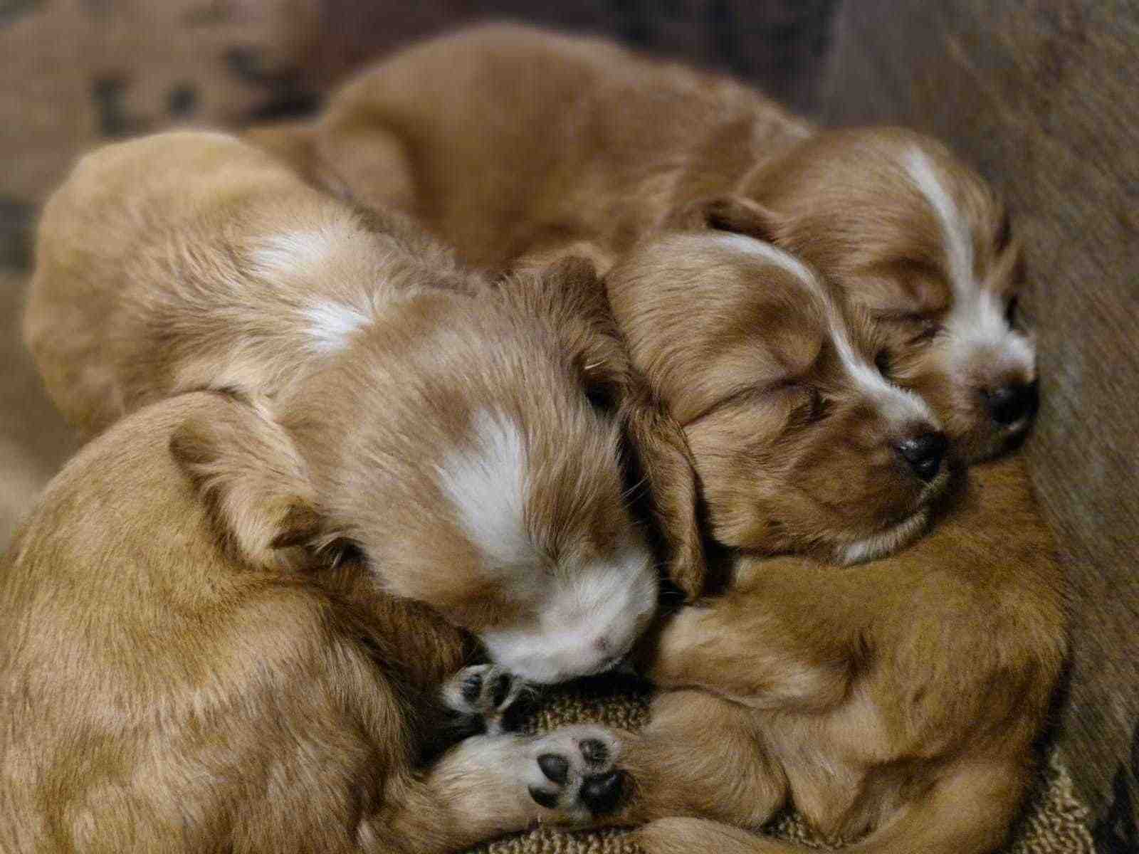 English Cocker Spaniel For Sale In Ernakulam