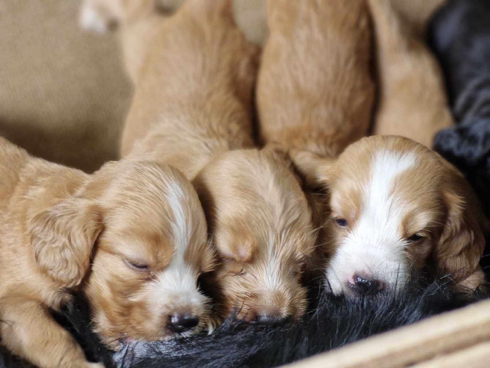 English Cocker Spaniel For Sale In Ernakulam
