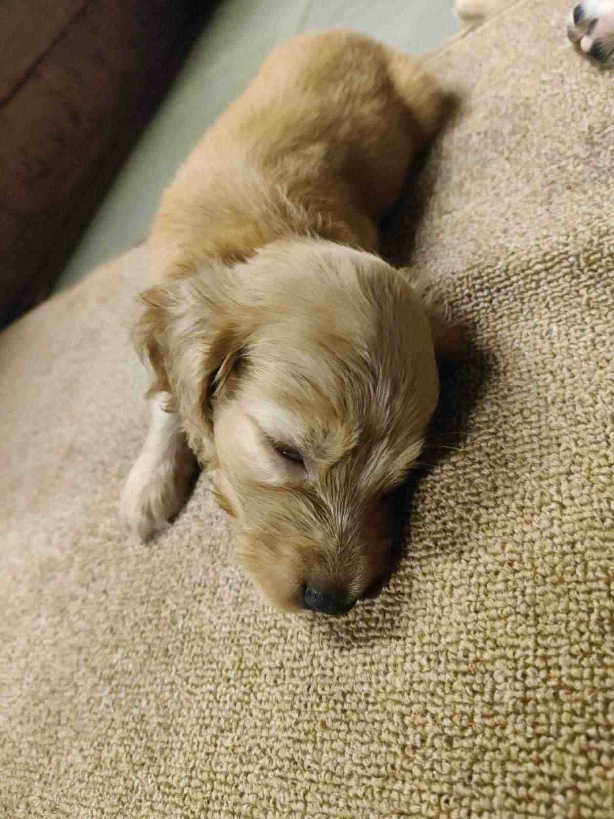 English Cocker Spaniel For Sale In Ernakulam