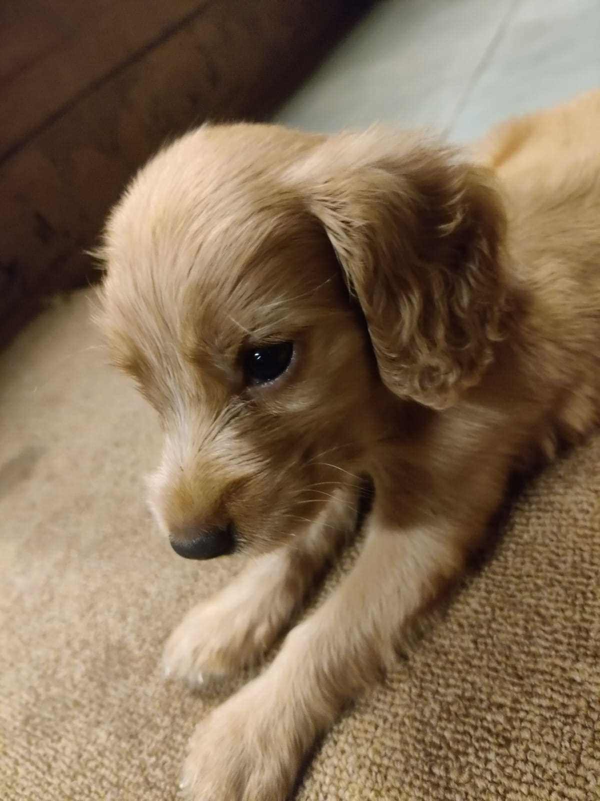English Cocker Spaniel For Sale In Ernakulam