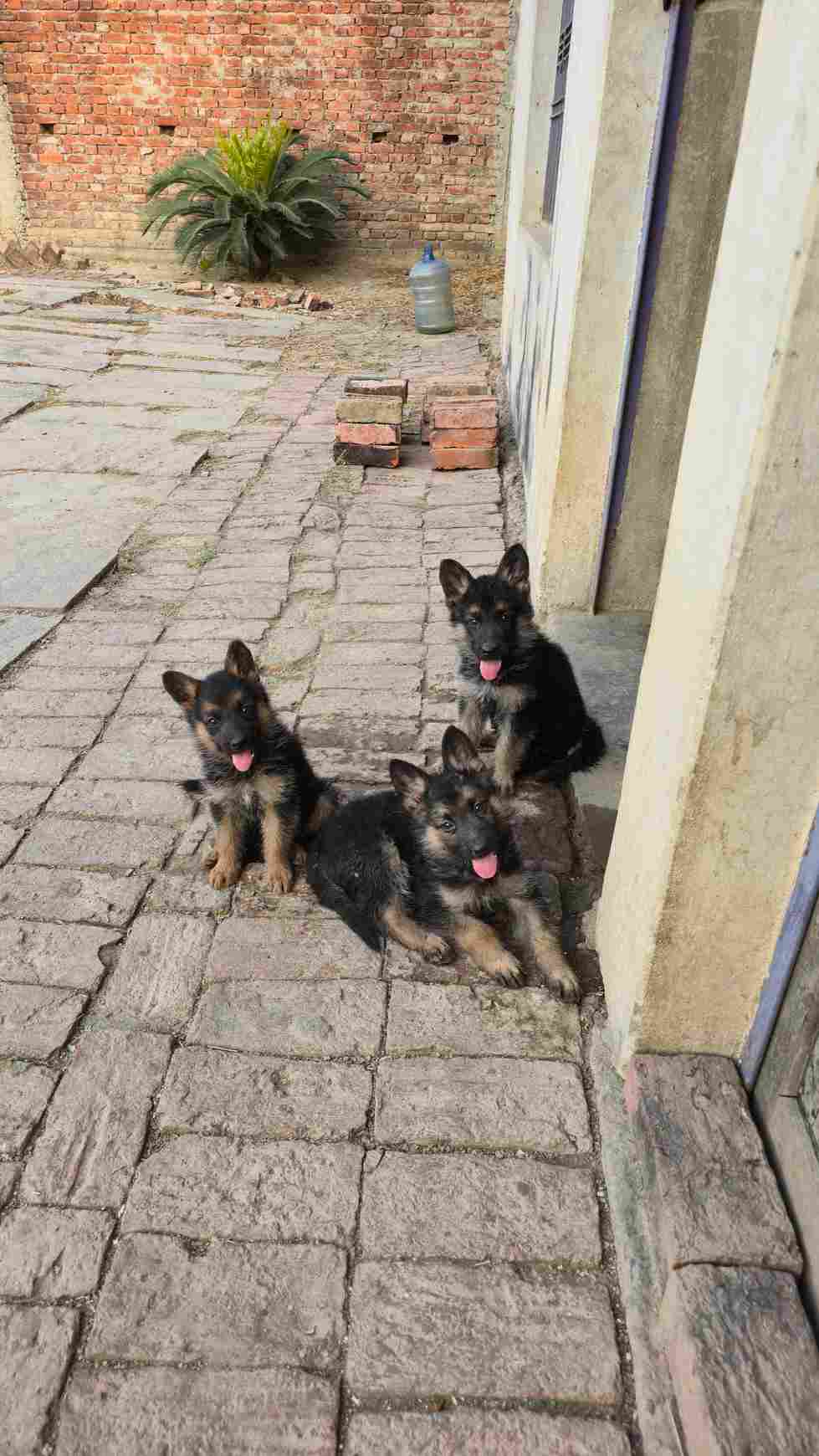 German Shepherd For Sale In Mirzapur