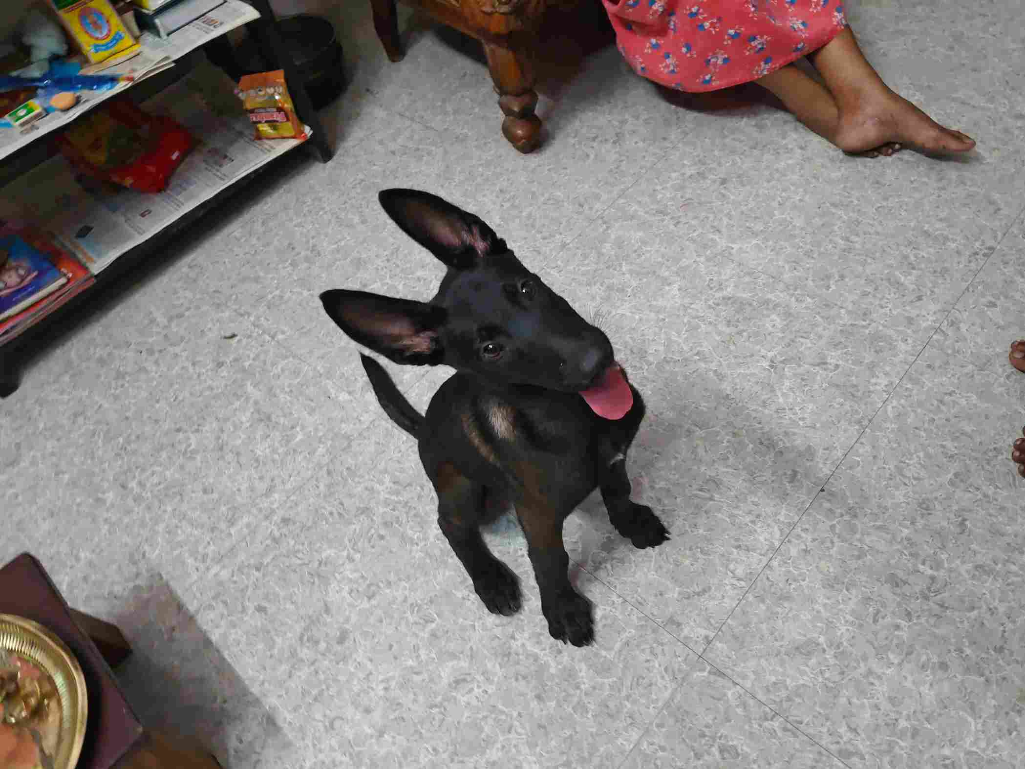Belgian Malinois For Sale In Thiruvananthapuram