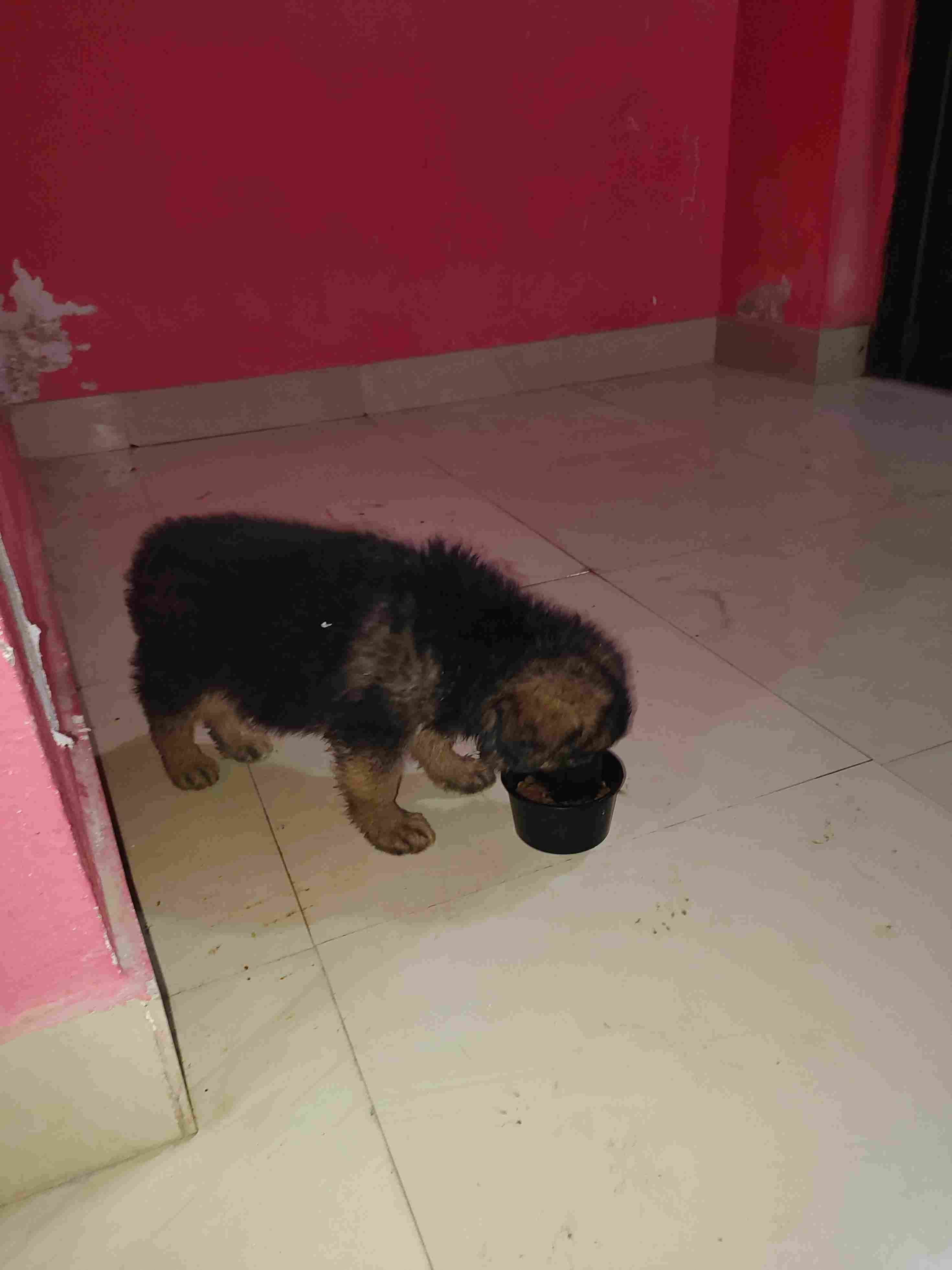 German Shepherd For Sale In Jamshedpur