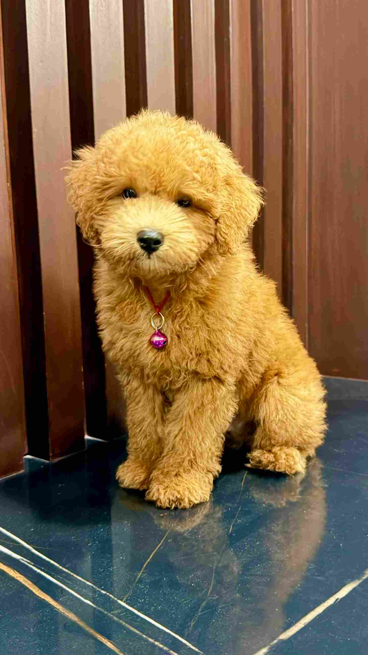Poodle For Sale In Hyderabad