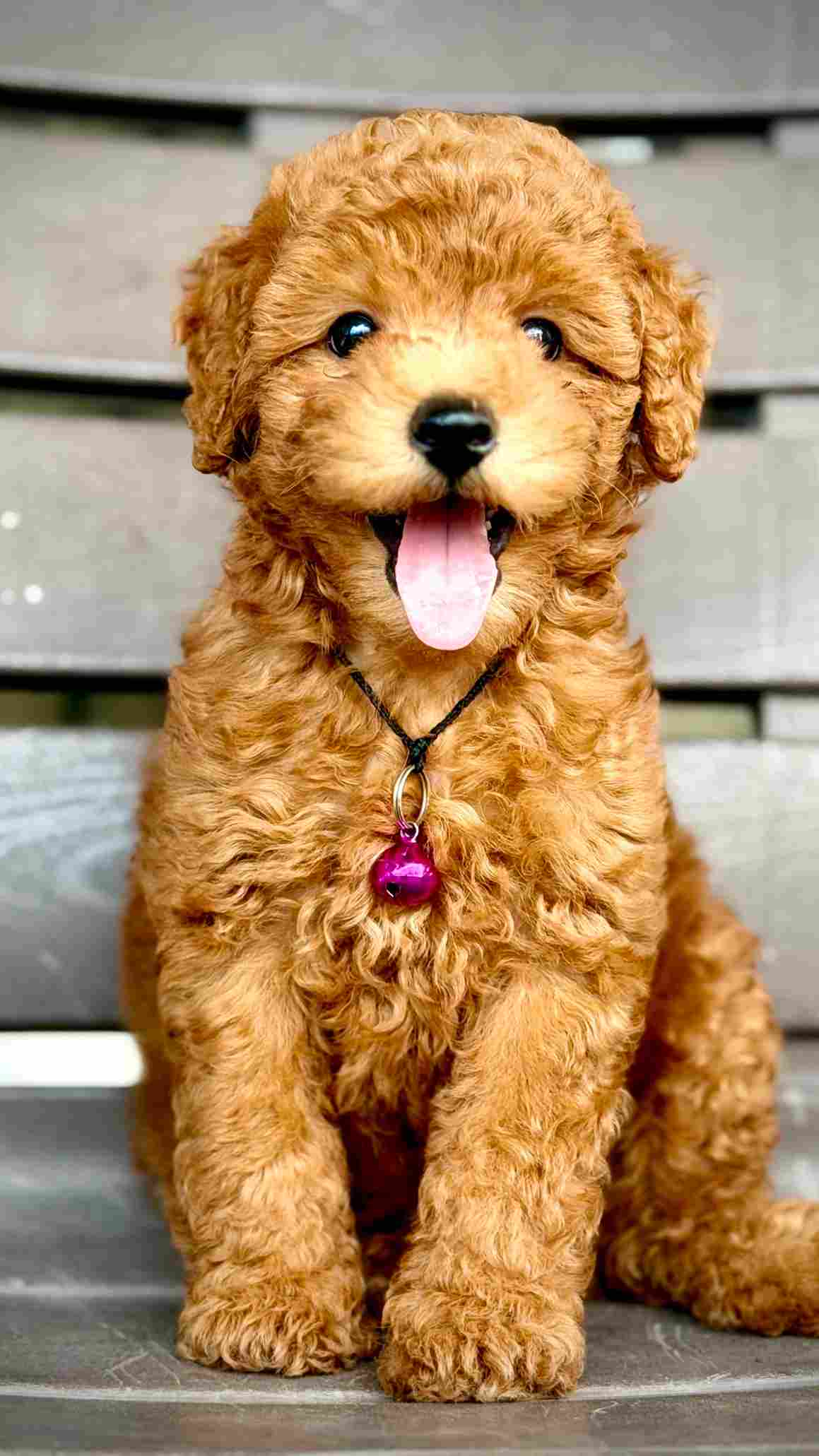 Poodle For Sale In Hyderabad
