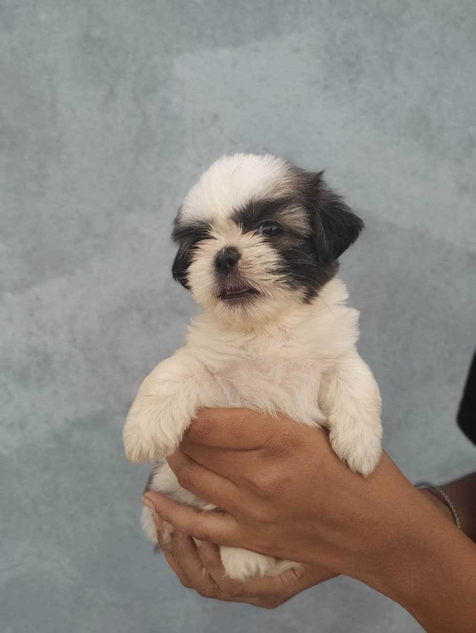 Shih Tzu For Sale In Bidar