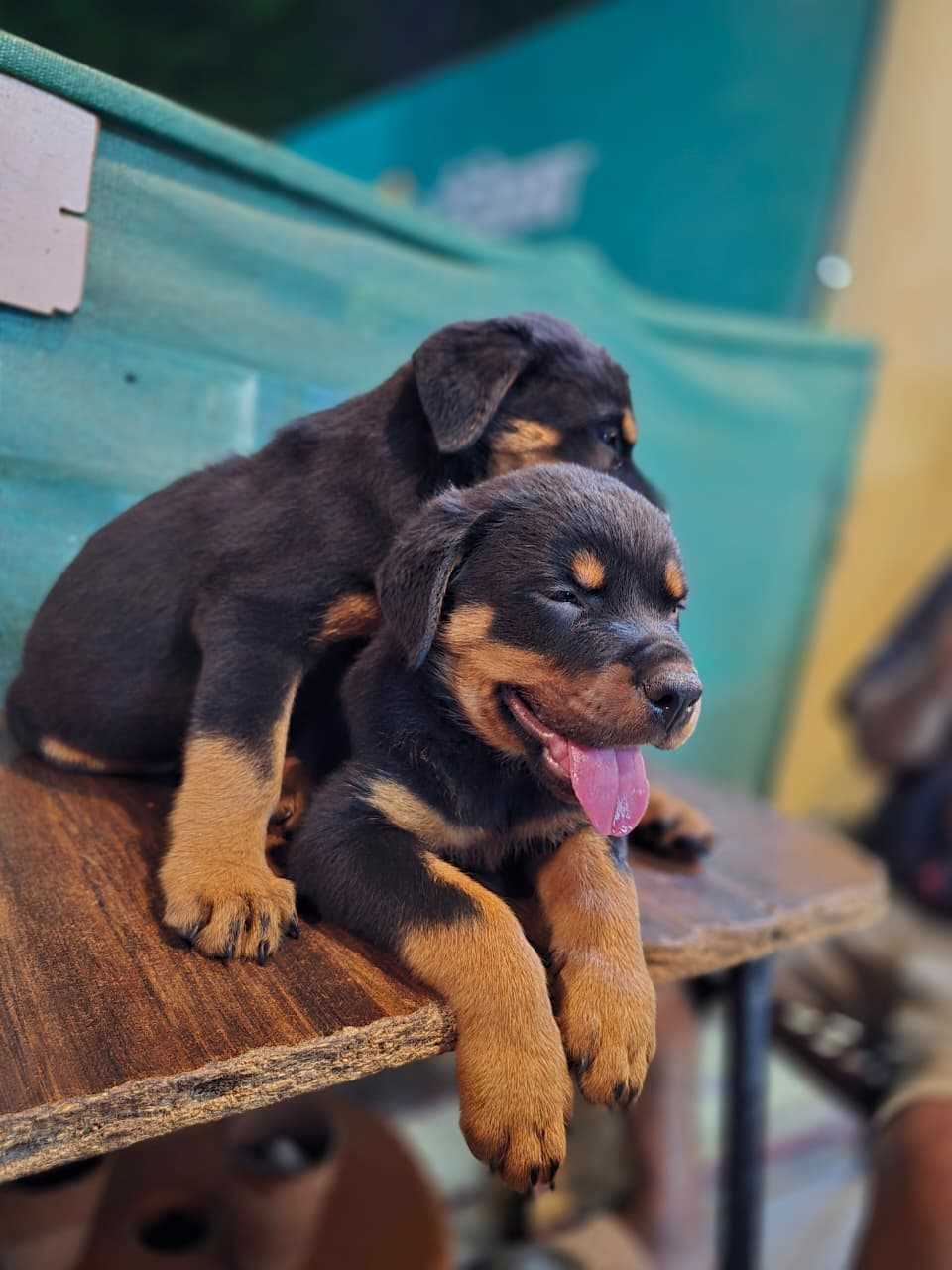 Rottweiler For Sale In Lucknow
