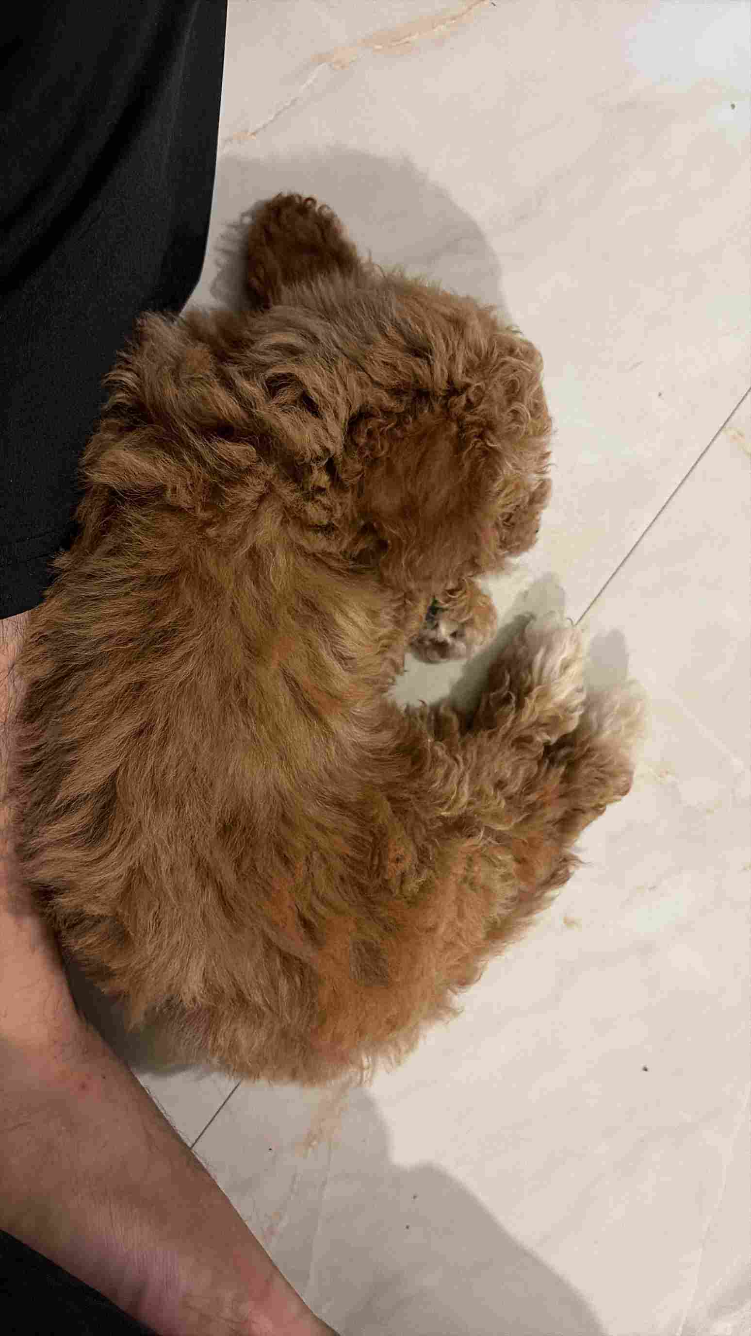 Maltipoo For Sale In Karnal