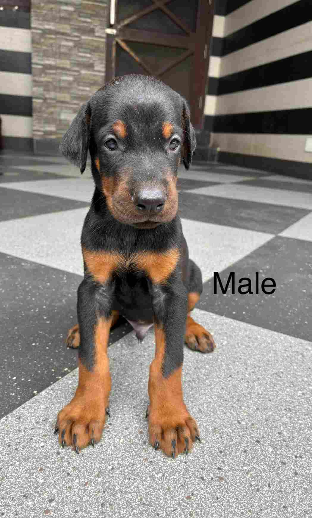European Doberman For Sale In Gurdaspur