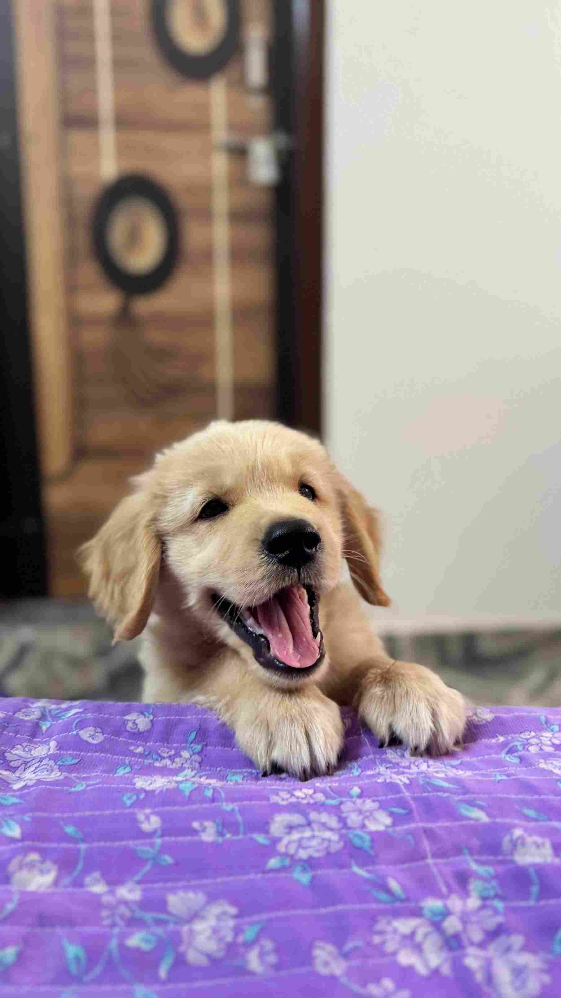 Golden Retriever For Sale In Kurnool