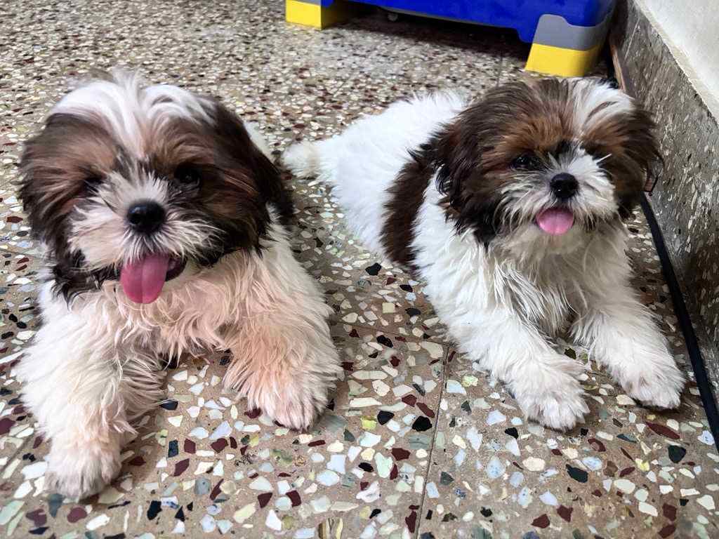 Shih Tzu For Sale In Chennai