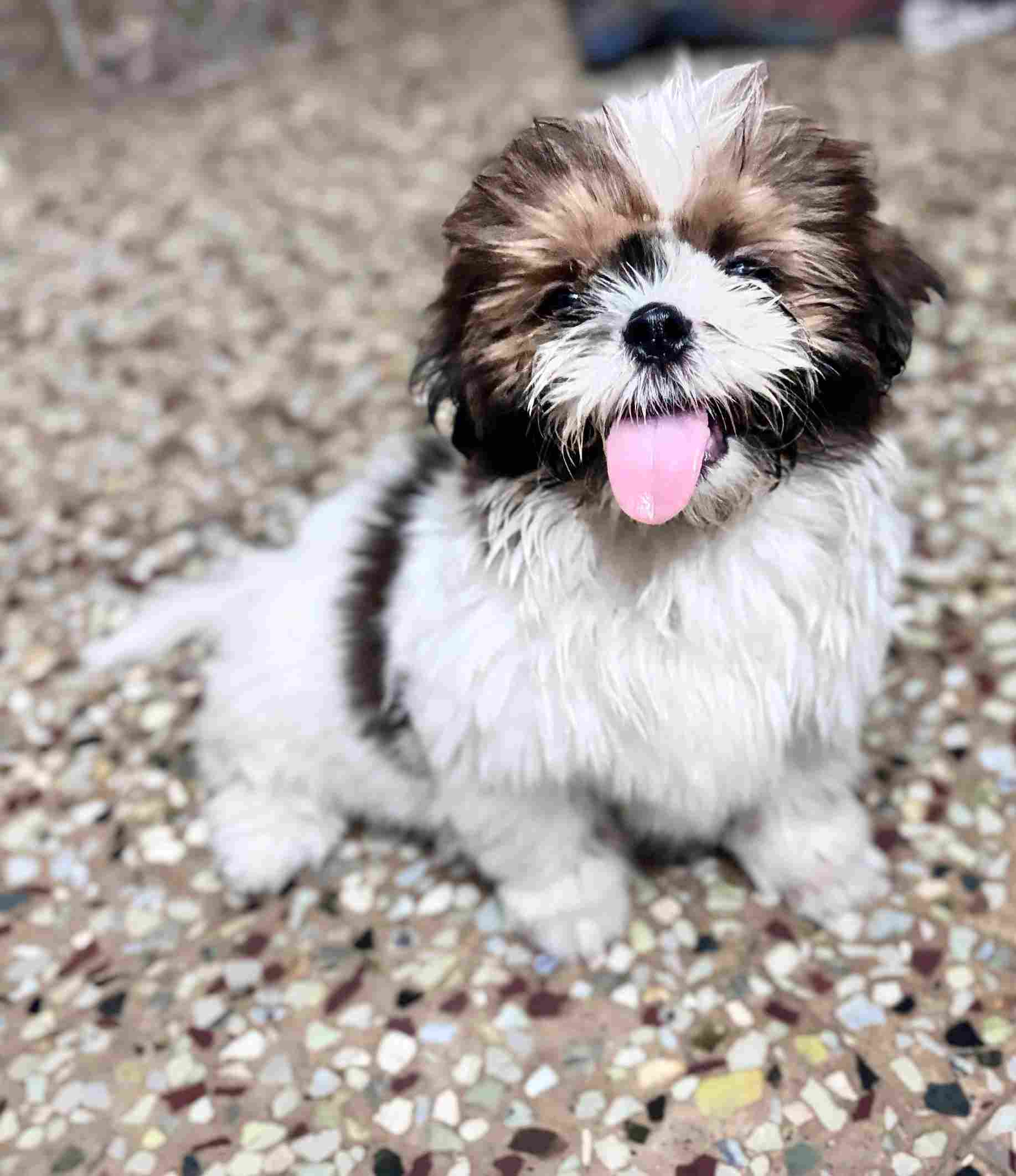 Shih Tzu For Sale In Chennai