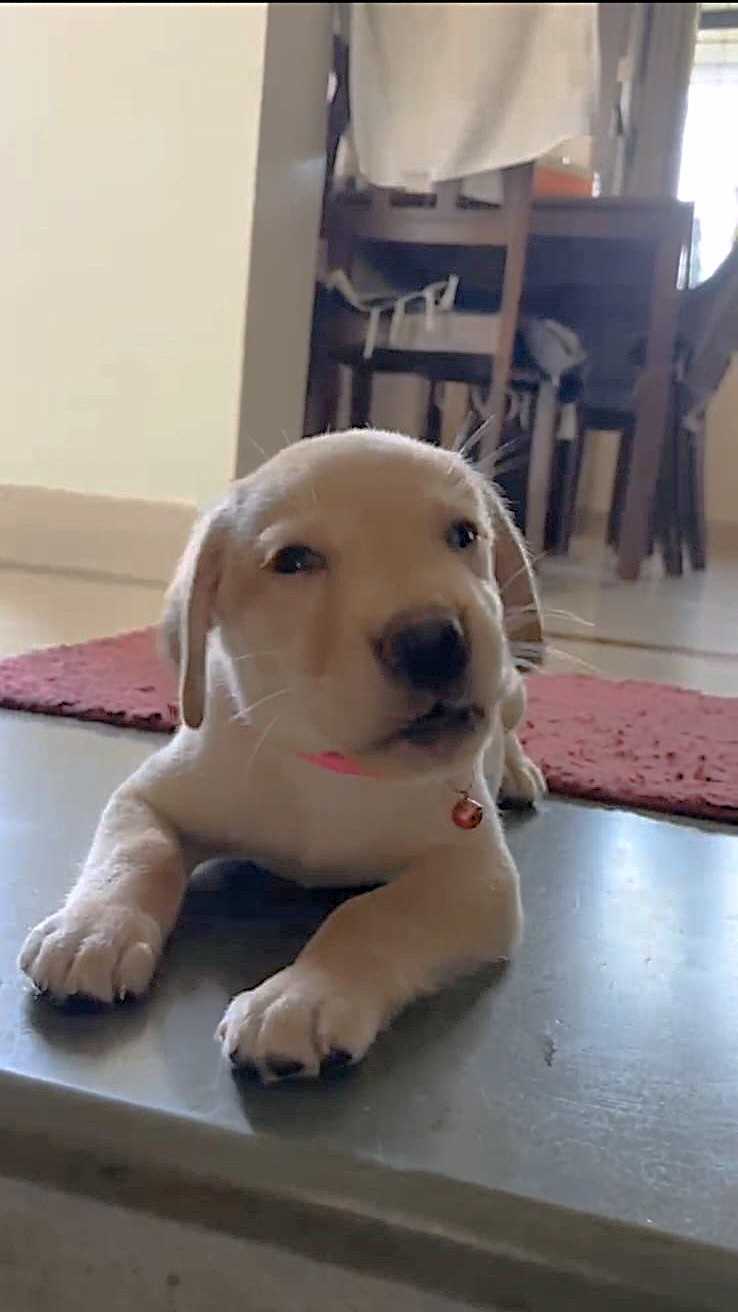 Labrador Retriever For Sale In Anand