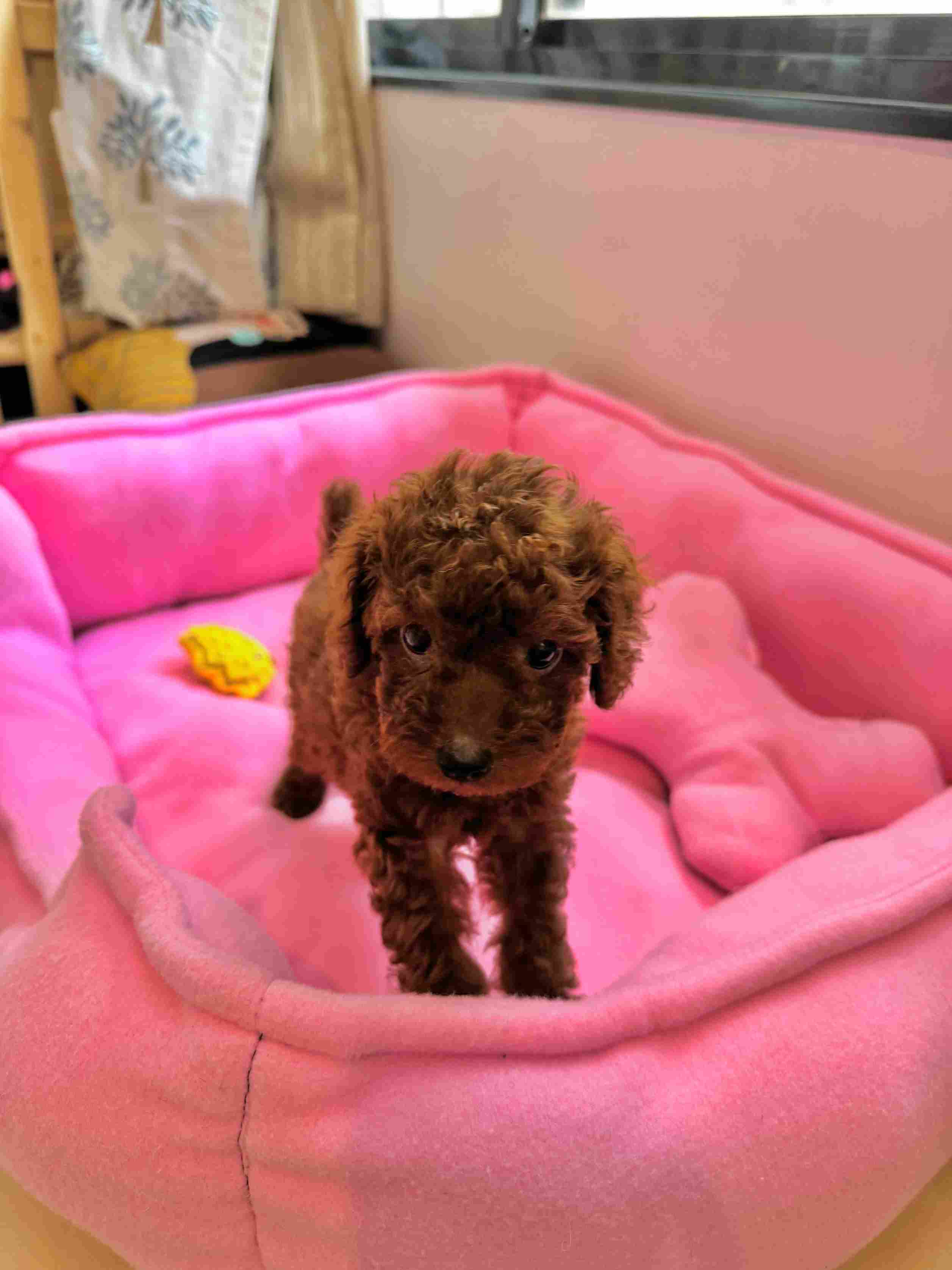 Toy Poodle For Sale In Mumbai