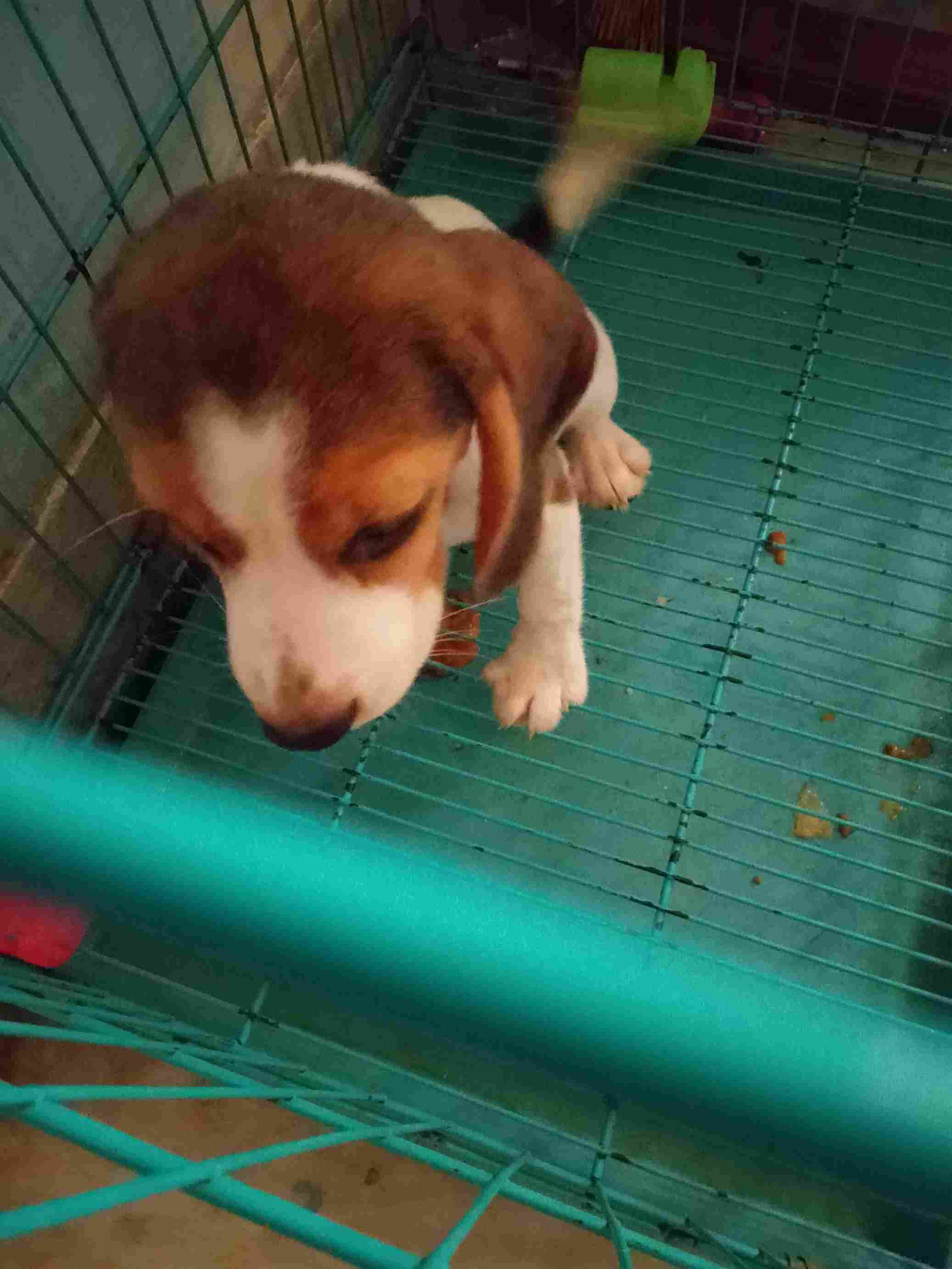 Beagle For Sale In Kolkata