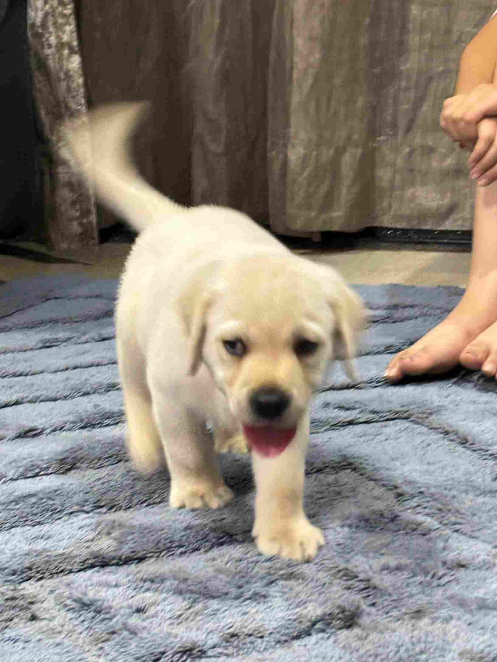 Labrador Retriever For Sale In Vadodara
