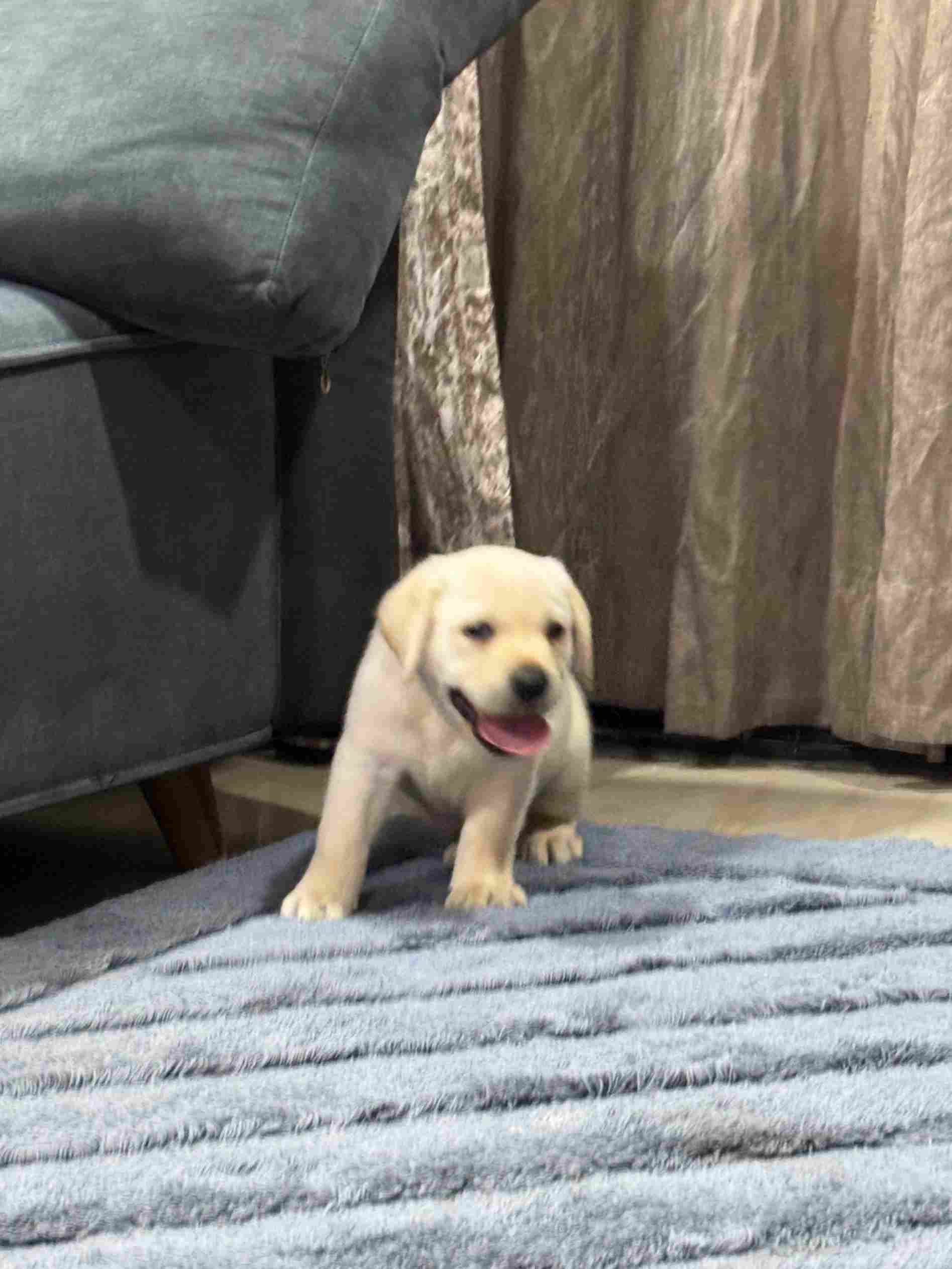 Labrador Retriever For Sale In Vadodara
