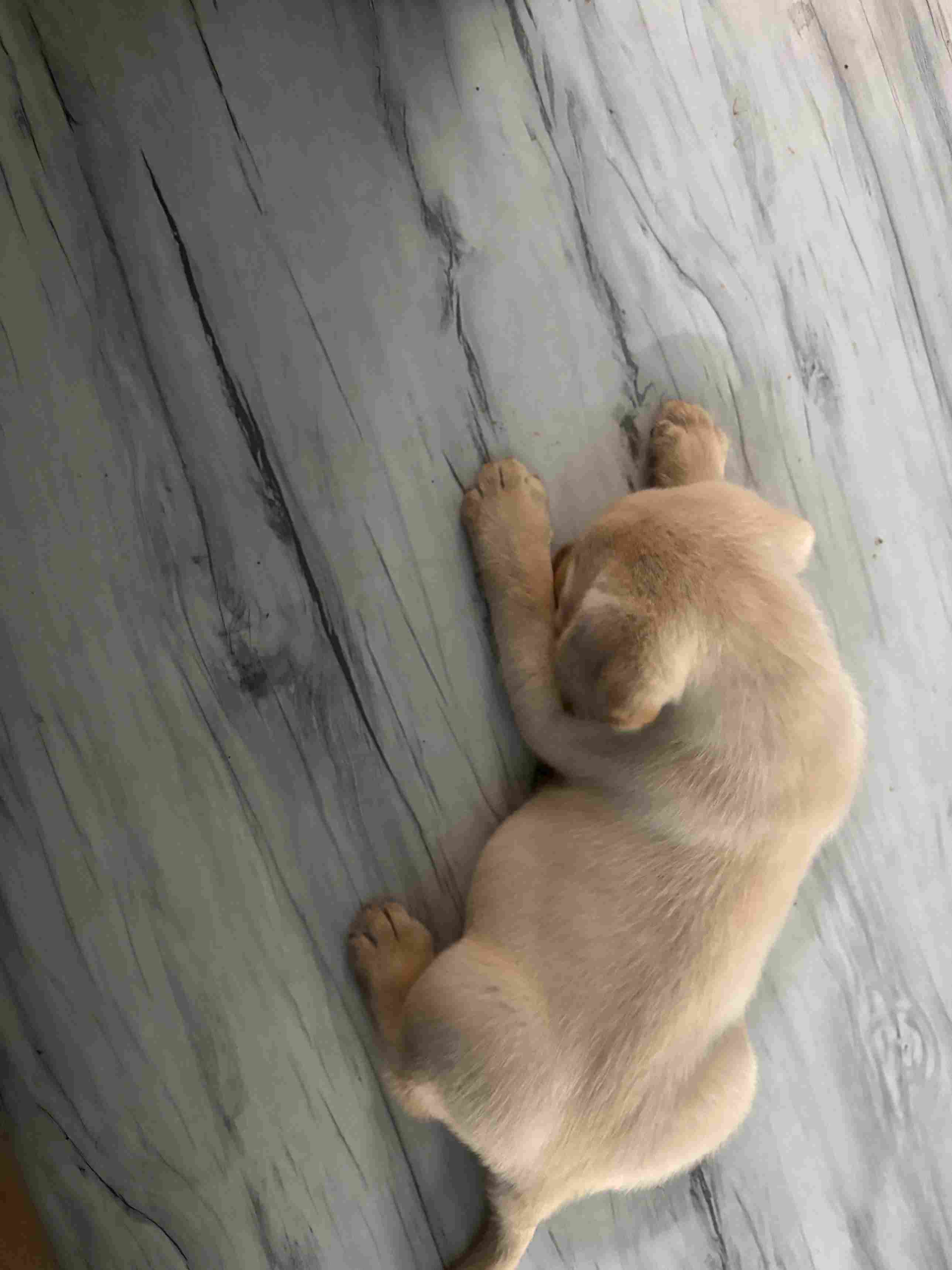 Labrador Retriever For Sale In Vadodara