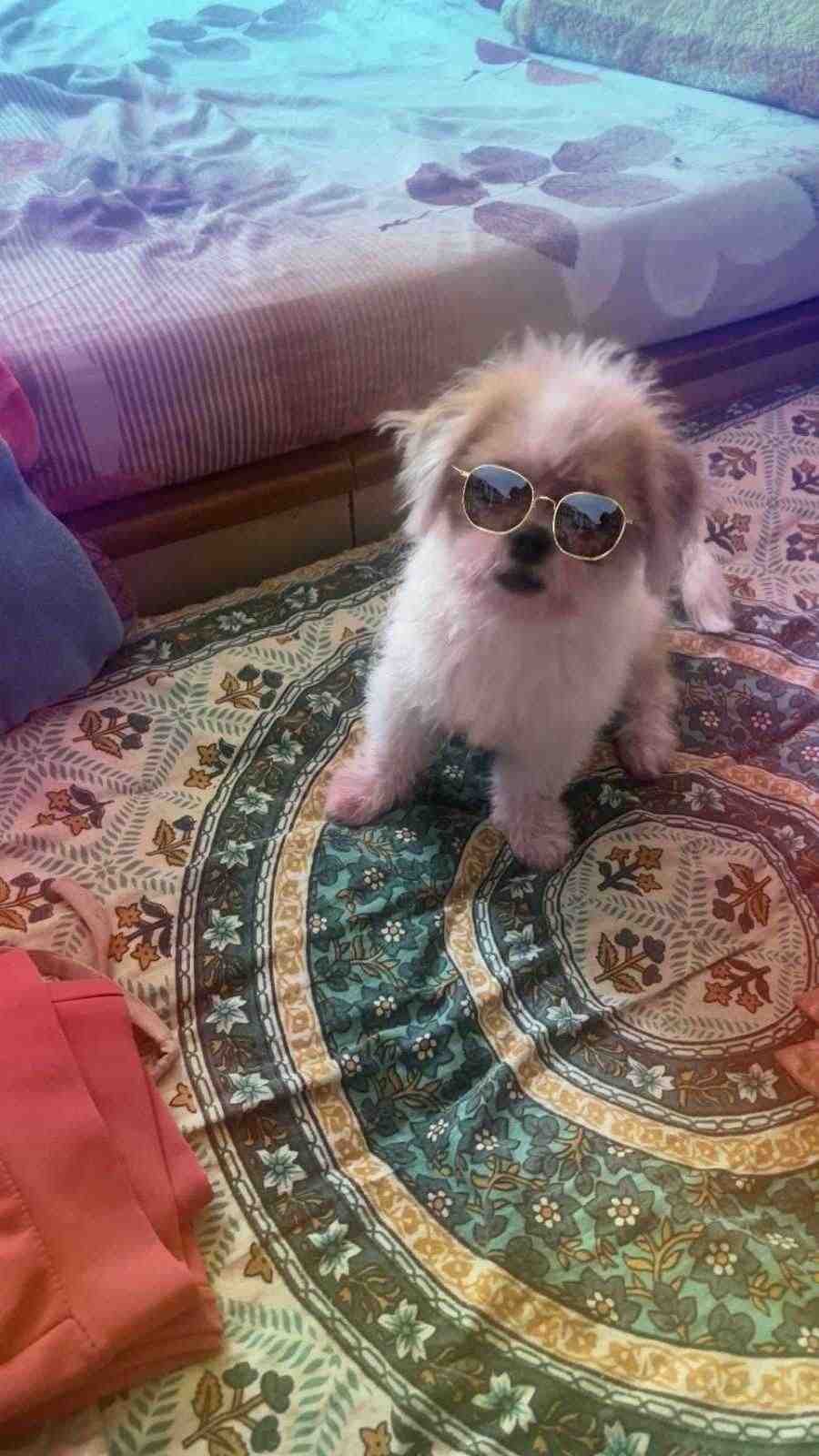 Shih Tzu For Sale In Ahmedabad