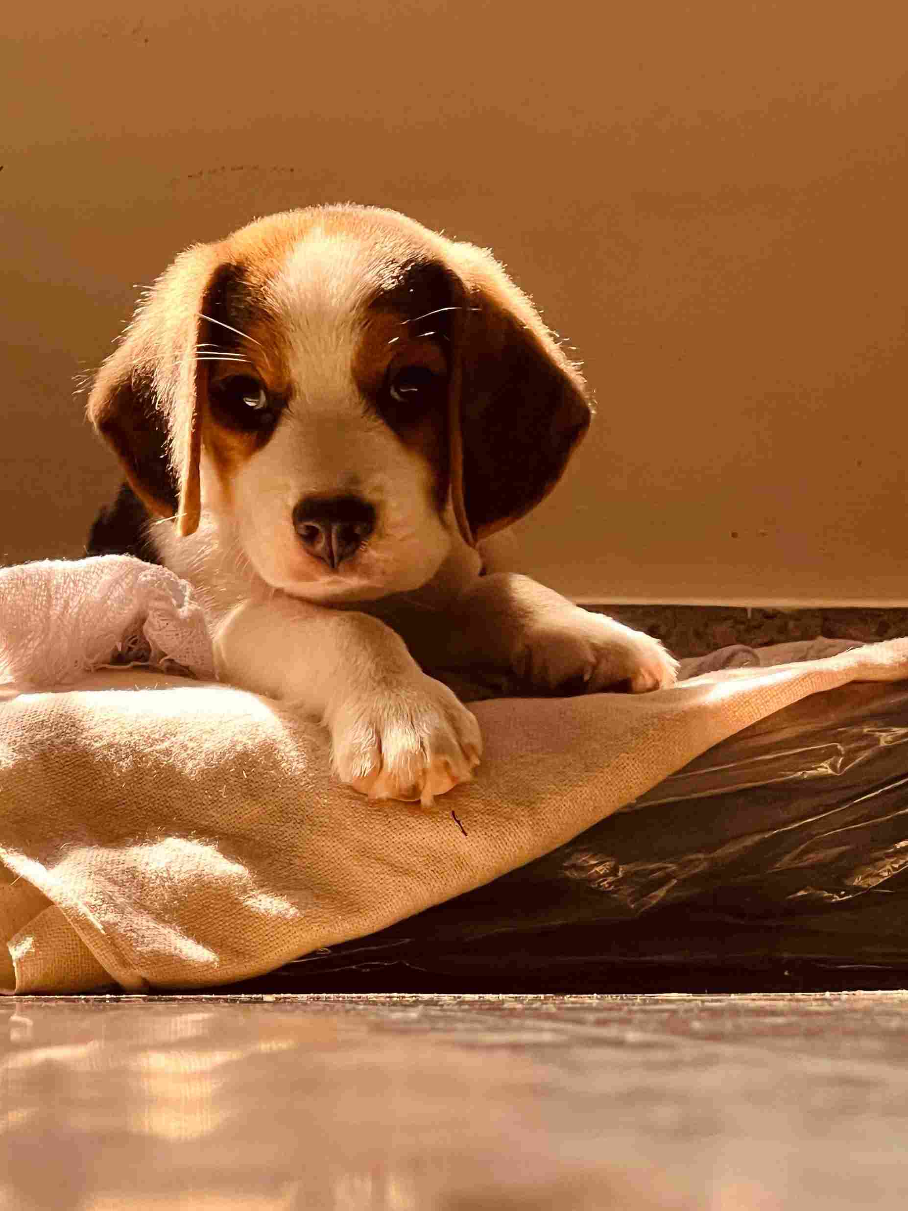 Beagle For Sale In Thiruvananthapuram