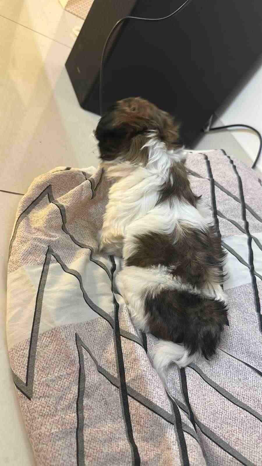 Shih Tzu For Sale In Jaipur