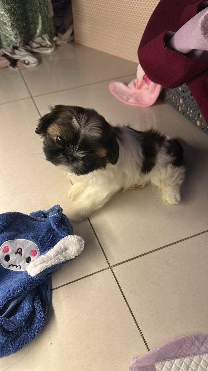 Shih Tzu For Sale In Jaipur