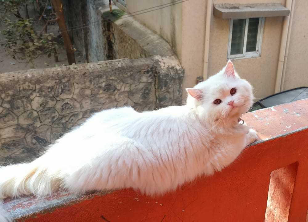 Persian Dogs For Mating In Chennai
