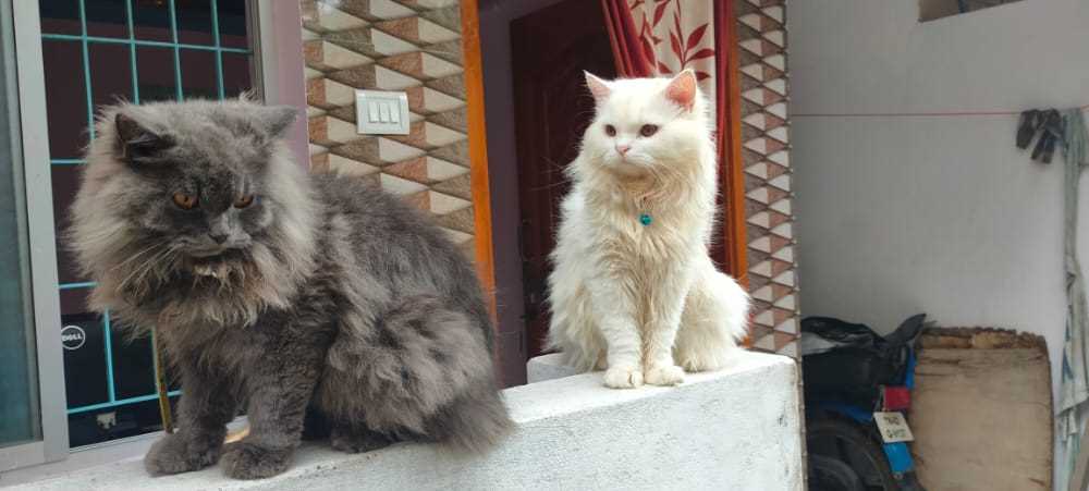 Persian Dogs For Mating In Chennai
