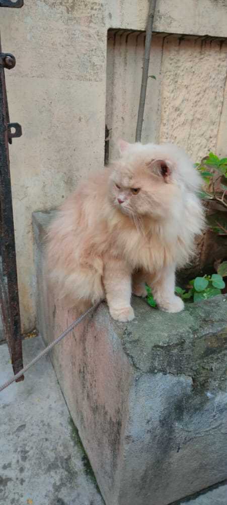 Persian Dogs For Mating In Chennai