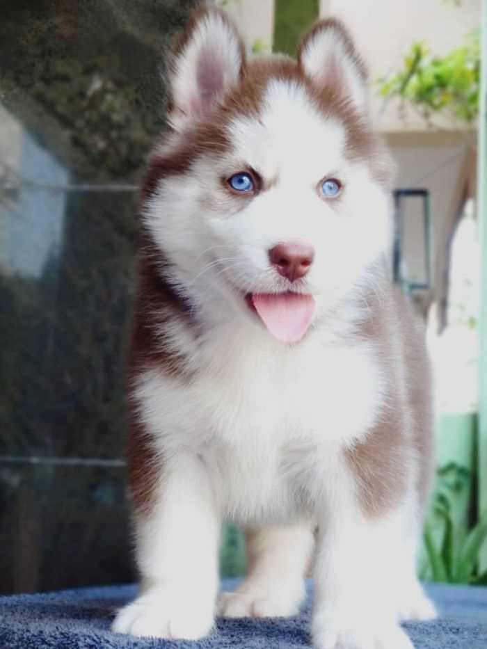 Siberian Husky For Sale In Guwahati