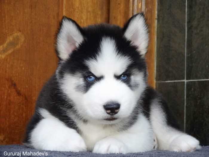 Siberian Husky For Sale In Guwahati