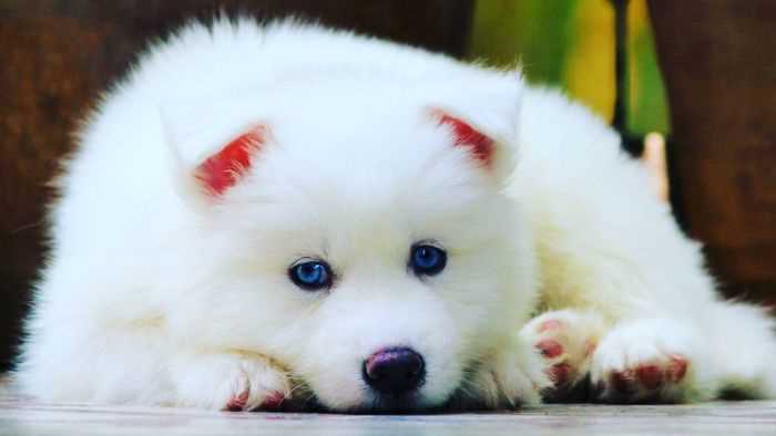 Siberian Husky For Sale In Guwahati