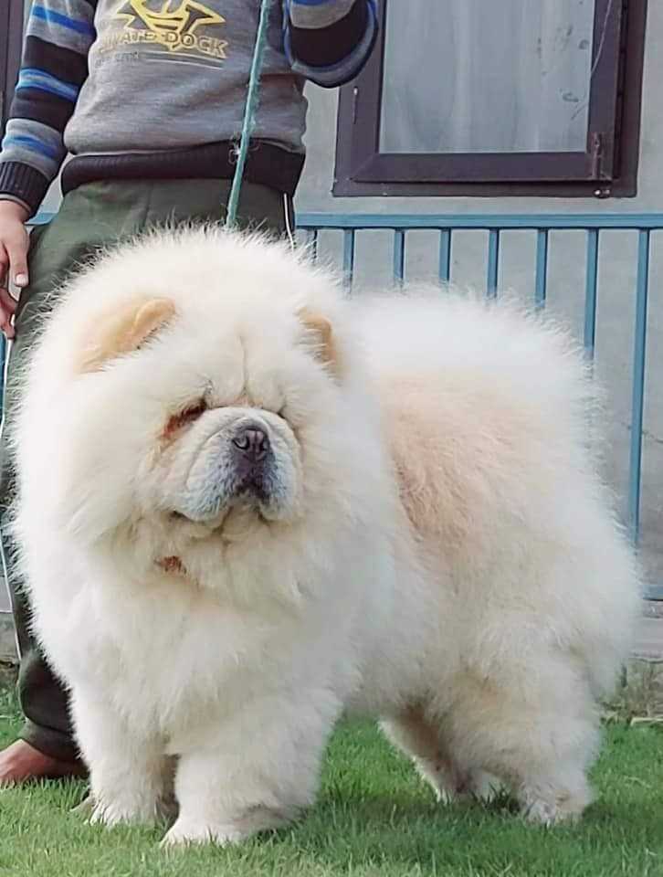 Chow Chow For Sale In Vijayawada