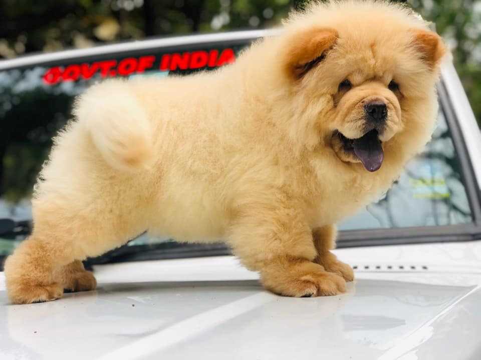 Chow Chow For Sale In Vijayawada