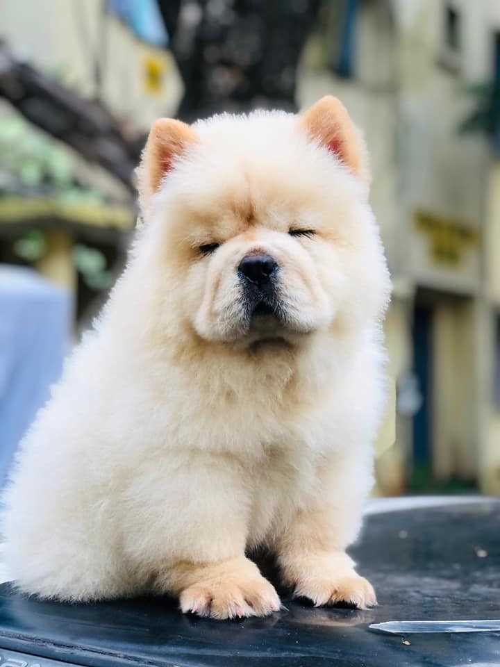 Chow Chow For Sale In Chennai