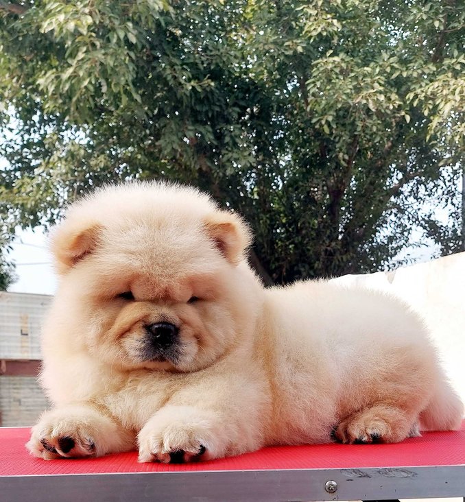 Chow Chow For Sale In Chennai