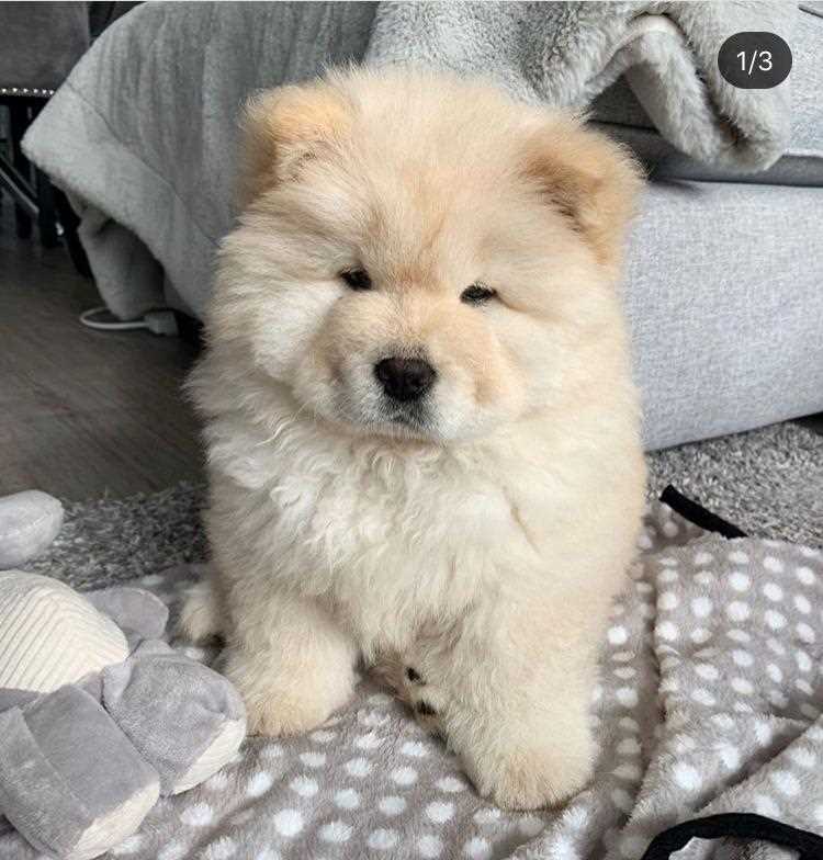 Chow Chow For Sale In Kanpur