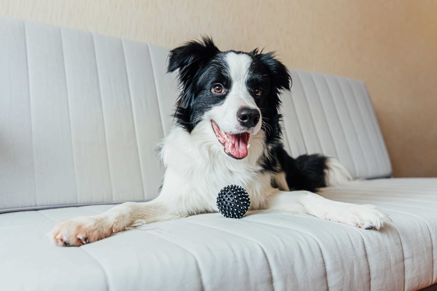 Border Collie For Sale In Chandigarh