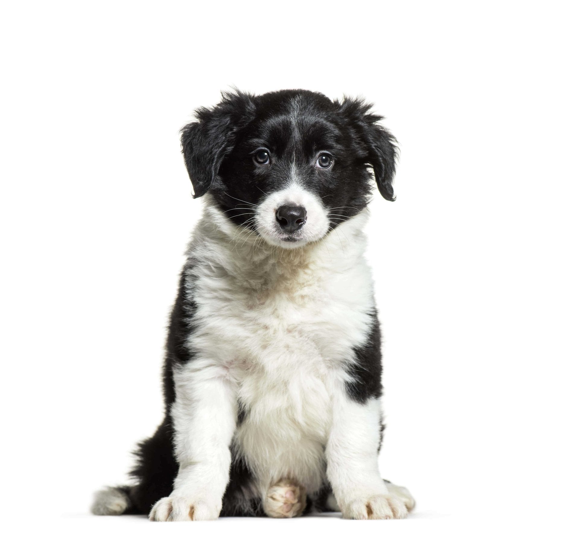 Border Collie For Sale In Guwahati