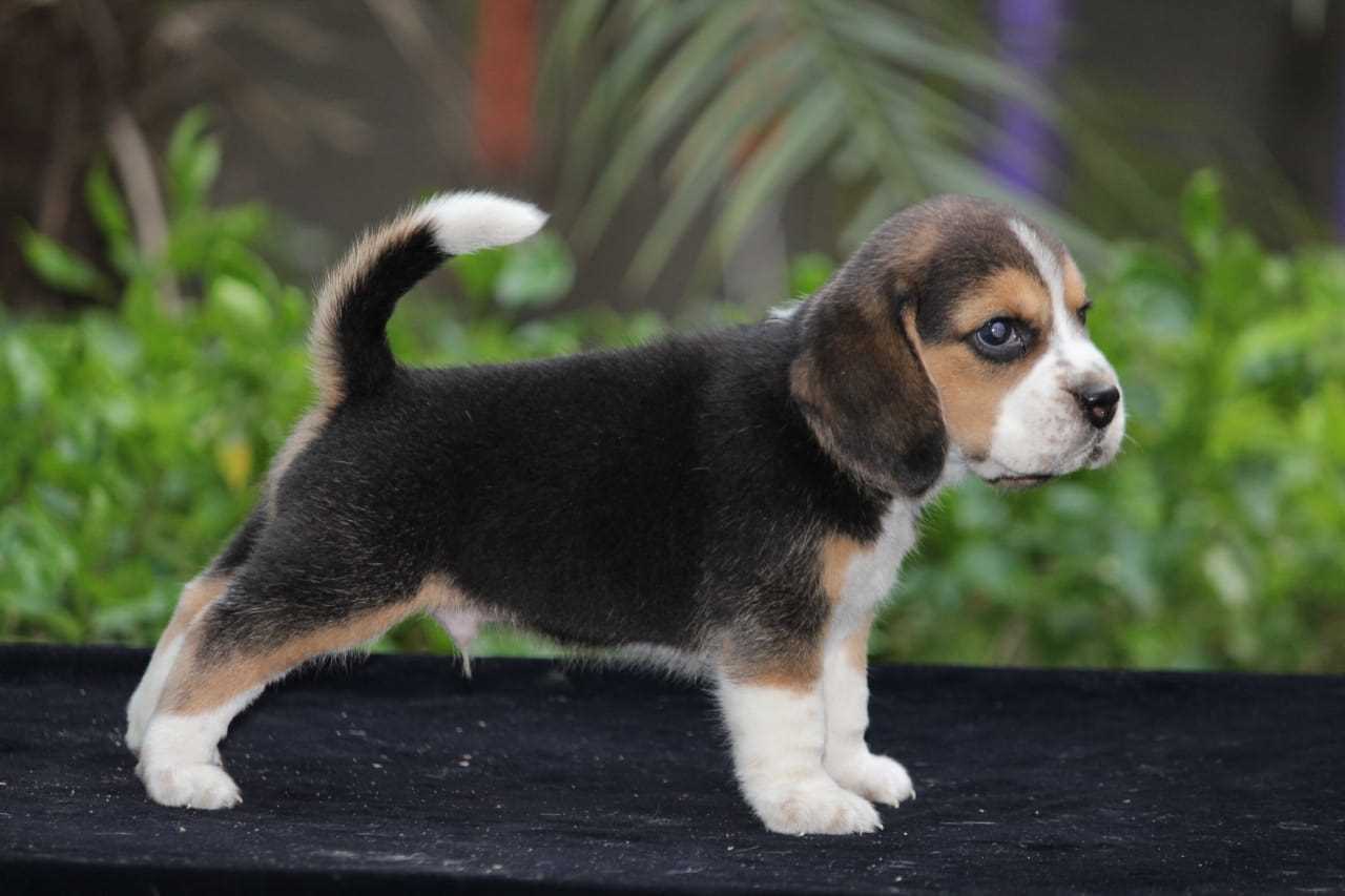 Beagle For Sale In Kozhikode