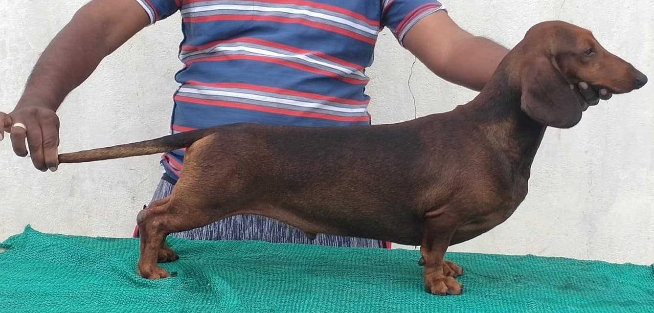 Dachshund For Sale In Pune