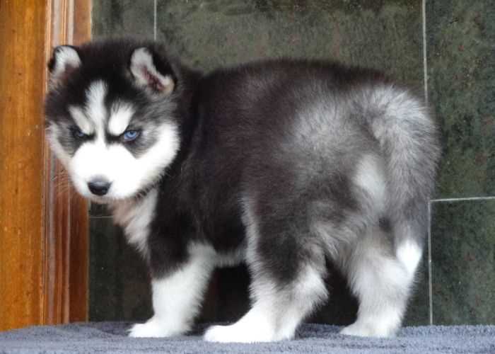 Siberian Husky For Sale In Mysore