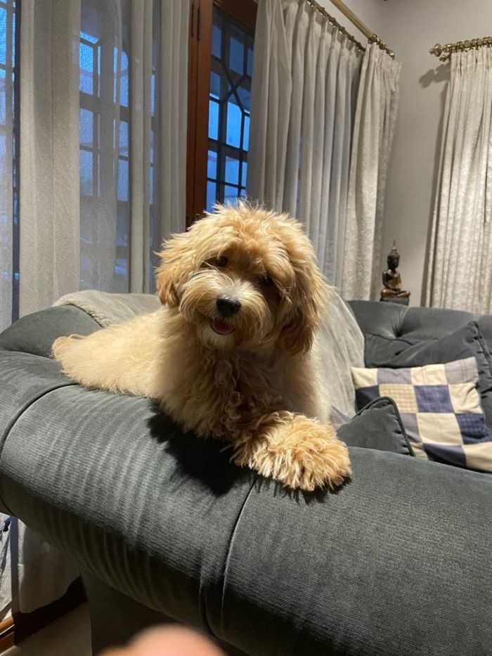 Maltipoo For Sale In Kochi