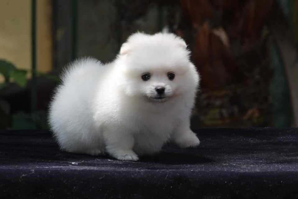 Toy Pomeranian For Sale In Raipur