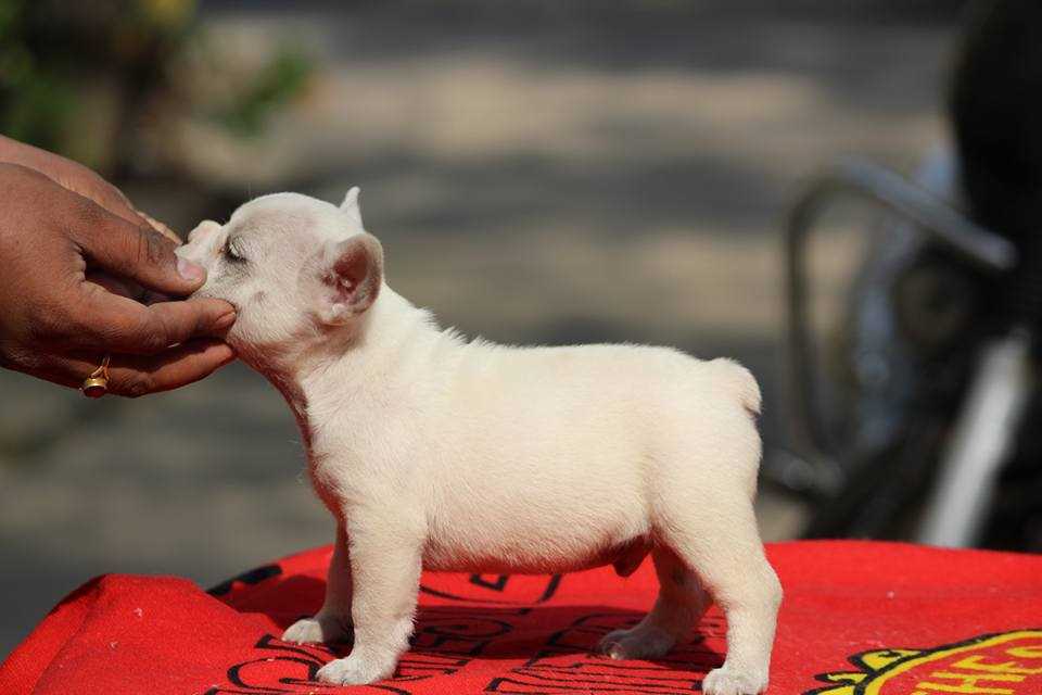 French Bulldog For Sale In Delhi